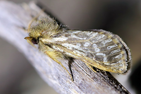 Ghost Moth (Fraus polyspila) (Fraus polyspila)